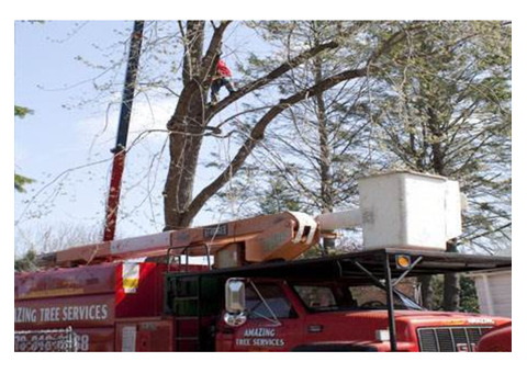 Commercial Tree Service in NJ - Amazing Tree Services