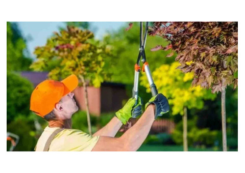 Best Palm Trimming Services in St. Augustine