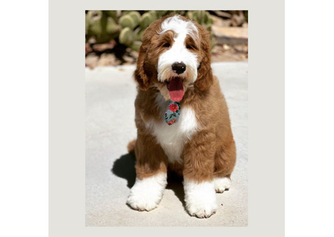 Tuxedo Goldendoodles