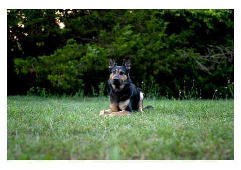 German Shepherd Trained Protection Dogs for Sale