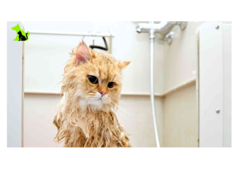 Professional Cat Grooming in North York - Hello Pets Inc.