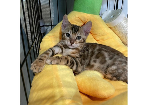 Perfect Bengal Kitten Felix