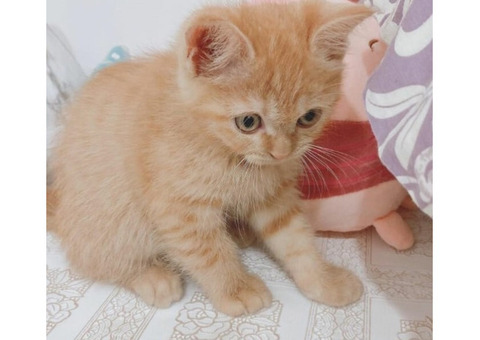 Best British Shorthair Fuzzy