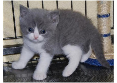 Beautiful British Shorthair Hana