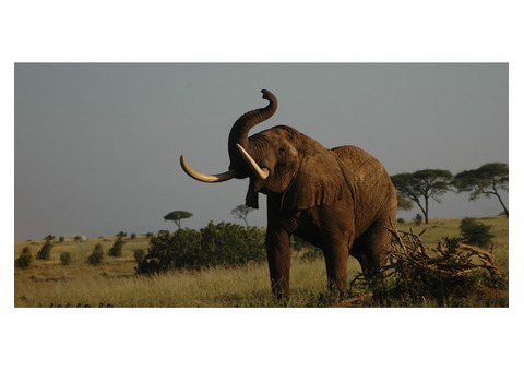 Serengeti Travel Packages | Book Tanzania Luxury Tours - FraFri