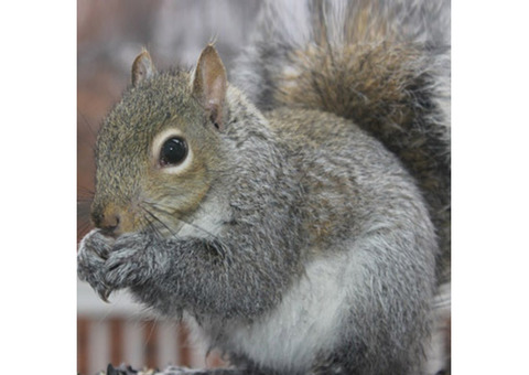 Professional Squirrel Removal in NJ - ALCO Animal & Pest Control