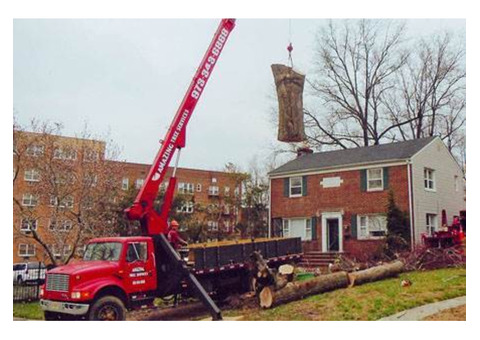 Tree Removal Service in NJ - Amazing Tree Services