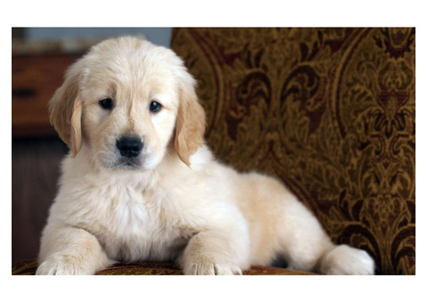 Looking for Mini Golden Retrievers for Sale? Find Your Puppy Here!