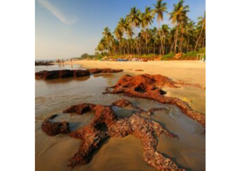 Best Time to Visit Resorts with Private Beaches in Goa