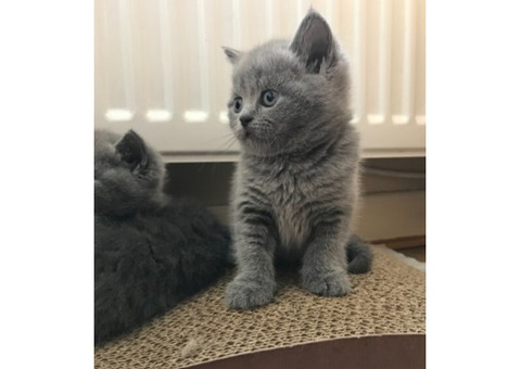 Beautiful British Shorthair Jelly