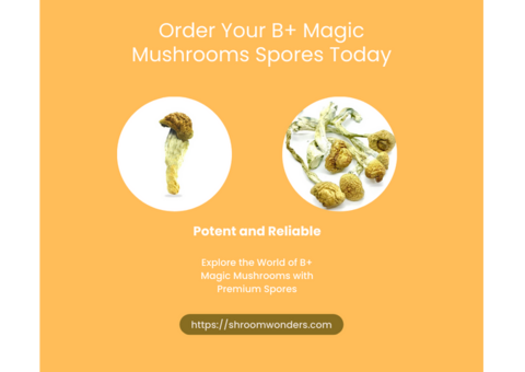 Shop Premium Golden Teachers Mushroom Spores | Shroom Wonders