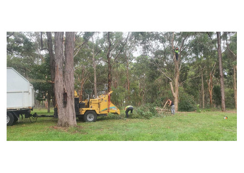 Tree Removal North Richmond