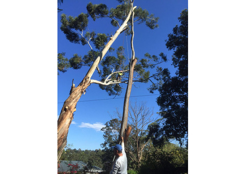 Tree Felling Sydney