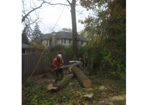 Tree Removal Fairfield East