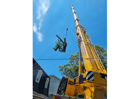 Tree Removal Services Curl Curl