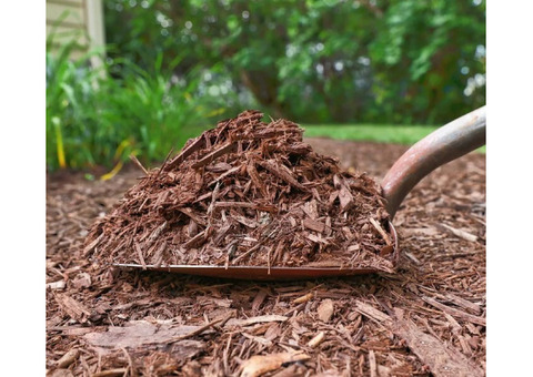 Tree Mulching North Shore