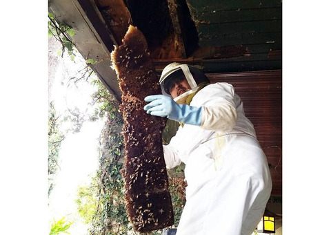 Professional Bee Exterminator Services Available in Los Angeles