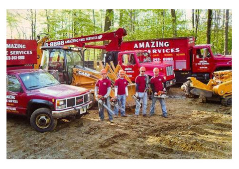 Trusted Tree Company in NJ – Amazing Tree Services