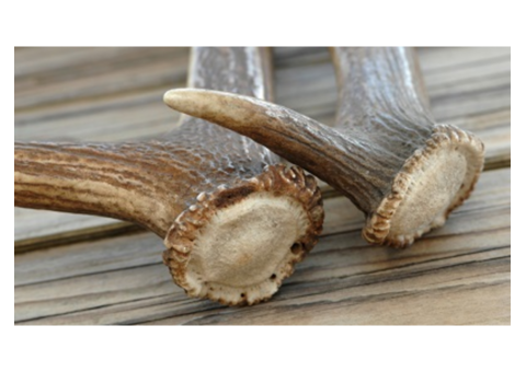 Premium Deer Antlers for Dogs – Safe & Natural Chews