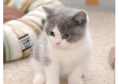 Fantastic British Shorthair Mario