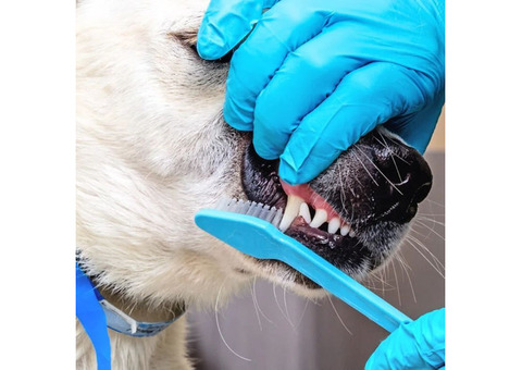 Dog Teeth Cleaning Services in Charleston, SC