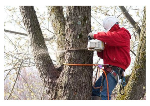 Tree Pruning in NJ