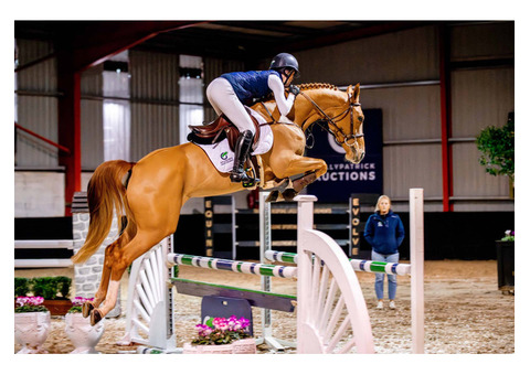 lite Show Jumpers with Olympic and 5-Star Pedigrees at Ballypatrick