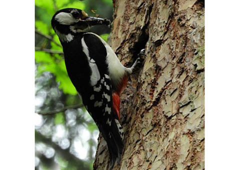 Woodpecker Removal in NJ - ALCO Animal & Pest Control