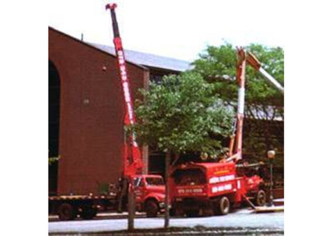 Commercial Tree Service in NJ – Amazing Tree Services