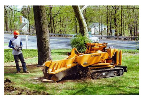 Tree Removal Service in NJ