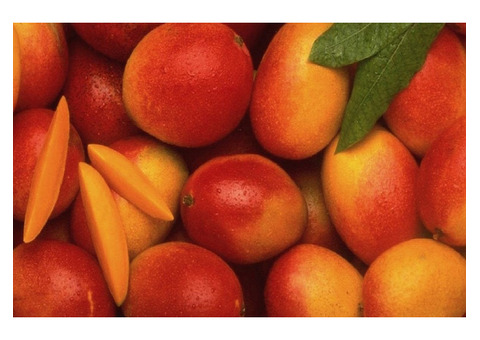 Wholesale Dry Mango in Pakistan