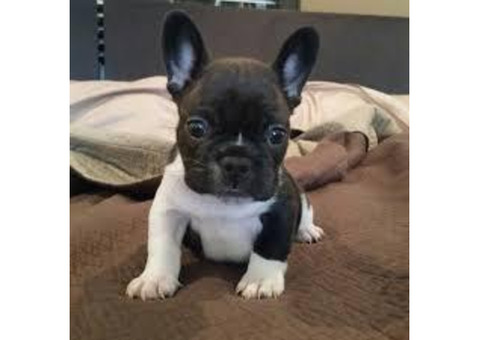 French  bulldog  puppies kac reg..