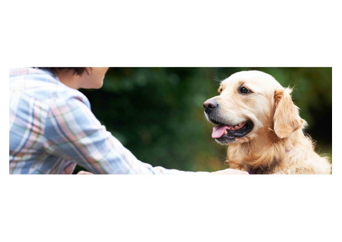 Mowi's Pet Care | Pet Sitter | Pet Boarding Service in Los Angeles