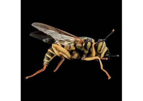 Yellow Jacket Removal in NJ - ALCO Animal & Pest Control