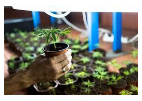 Marijuana Clones Online