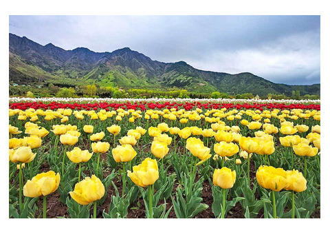 Wonderful Kashmir Tulip Garden Festival Package - Book Now!