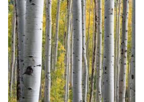 Silver Birch Trees Problems Australia