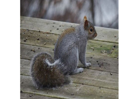 Gray Squirrel Control in NJ – ALCO Animal & Pest Control