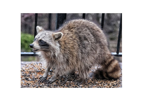Effective Raccoon Removal Ann Arbor Solutions