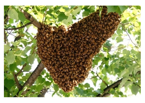 Trusted Customer Bee Removal Company in Los Angelesp