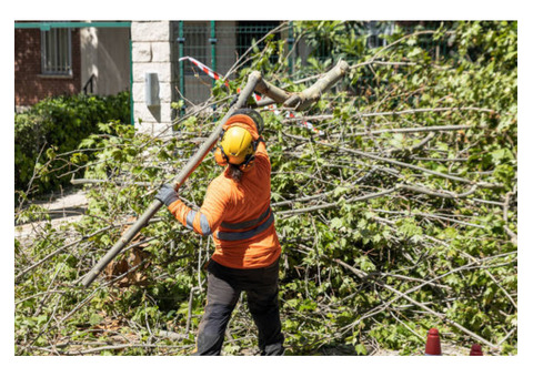 LBA Farms LLC | Tree Service | Arborist Service Gilbert