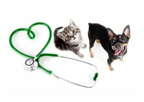 Preventive Care For Pets In NYC: Stay Ahead Of Health Issues!