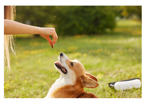 Fresh Food for Dogs A Solution for Picky Eaters