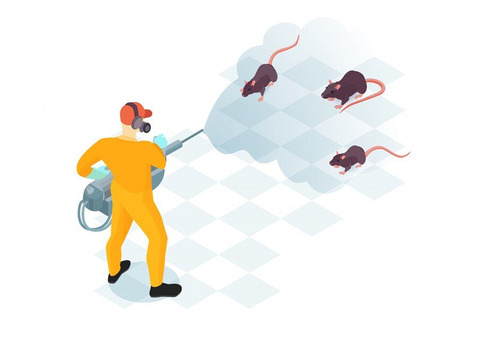 Exterminateur Souris | Extermination Parasitex