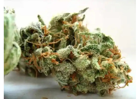 Buy Amnesia Haze