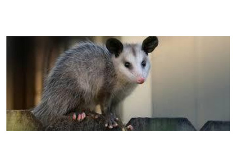 Humane Possum Removal Brisbane