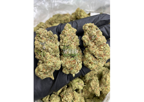 420 Fast Buds Original Auto Afghan Kush Fem 5 pk