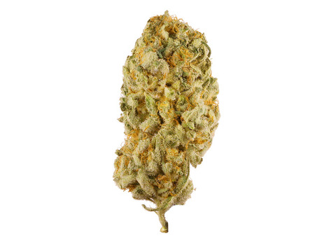 Jack Herer feminized by Seedstockers