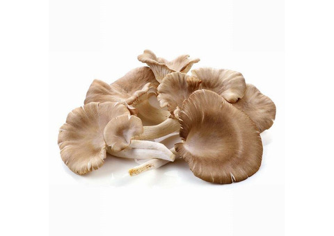 Grey, oyster-colored mushroom,