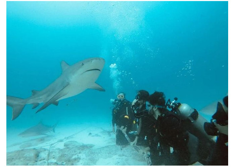 Bullsark Diving Cozumel